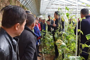产业脱贫 110技术服务 专家团在淳化县开展蔬菜产业技术服务培训省级示范活动