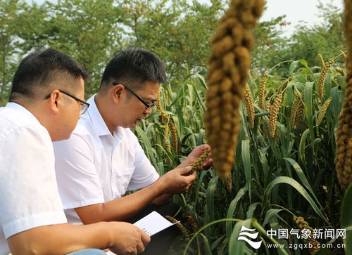 宝丰 联合农业农村局深入生产基地开展需求调研
