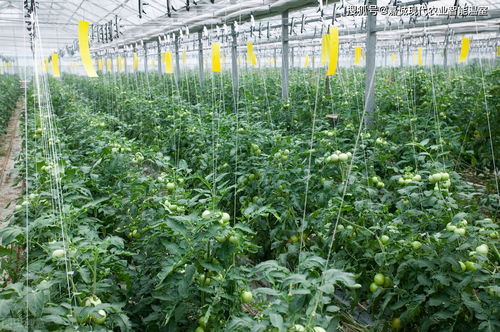 我国连栋玻璃温室番茄种植产量和荷兰温室差距的真正原因在这里