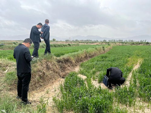 民乐县人民政府网 南古镇 扎实推进小麦面积核查工作守住国家粮食安全底线